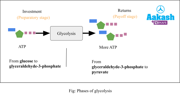 Glycolysis: Definiton, Overview, Steps, Energetics and Glycolysis